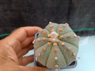 Astrophytum asterias m- 8x8 rf. 160624 - 827