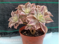 Aeonium Leucoblepharum m-11  rf. 160624