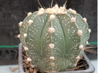 Astrophytum hibrido m-7x7 rf. 160624- 851