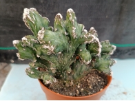 Monvillea spegazzinii crestada m-8.5 rf. 230624