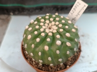 Notocactus ubelmannianus inermis m-8.5 rf. 230624
