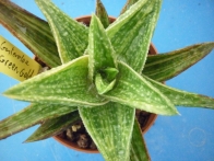 Gasteraloe cv. Green Gold