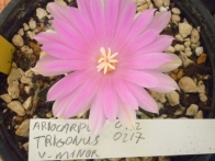 Ariocarpus trigonus v. minor