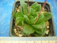 Haworthia maughanii x obtusa x filifera