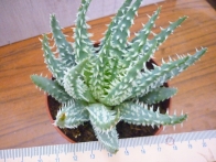 Aloe humilis hibrido? rf. 250421