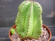 Euphorbia sp. rf. 030222