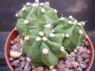 Echinocereus triglochidiatus v. mojavensis inermis rf. 060222