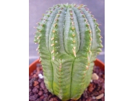 Euphorbia obesa hibrida rf. 130222