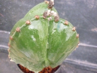 Astrophytum myriostigma  tricostatum nudum rf. 170222