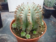 Euphorbia horrida "snowflake" m-13  rf. 110622