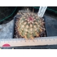 Echinocereus viridiflorus ssp. chloracanthus rf. 261122 2