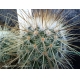 Mammillaria magnifica rf. 171222 2
