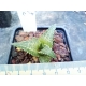 Haworthia tessellata cv. Neat rf. 080123 2
