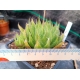 haworthia translucens . Krom River rf. 040323 2