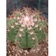 Melocactus matanzanus rf. 2805234 2