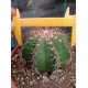 Melocactus matanzanus rf. 2805234 3
