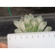 Haworthia cooperi filifera variegata rf. 091223 2