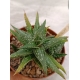 Aloe jacunda rf. 280124 2