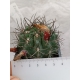 Eriosyce paucicostata rf. 280124 2
