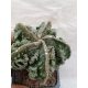 Astrophytum myriostigma fukuryu rf. 280124 2