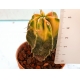 Astrophytum hibrido variegado 090224 3