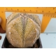 Astrophytum m- 7x7 hibrido variegado seleccion  EV rf. 170224 3