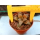 Haworthia selecciòn EV rf. 240224 2
