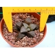 Haworthia seleccion EV  m-8.5 rf. 250224 2