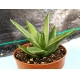 Haworthia selecciòn EV  m-8.5 rf. 270224 2