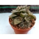 Haworthia Rosalinda m-8.5 rf. 020324 2