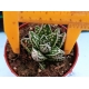 Haworthia selecciòn EV-2 m-8.5 rf. 020324 2