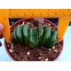 Haworthia selecciòn EV-3 m-8.5 rf. 020324 2