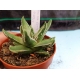 Haworthia selecciòn EV-4 m-8.5 rf. 020324 2