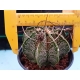 Astrophytum capricorne m-8.5 rf. 020324 2