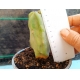 Lophocereus schottii monstruoso m-13 rf. 030324 2
