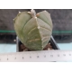 Astrophytum tricostatum nudum m-7x7 rf. 100324 2