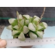 Haworthia byakuya m-8.5 rf. 100324 2