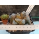 Haworthia springbokvlakensis x truncata x mahuganii x emelyae rf. 100324 2