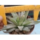 Haworthia retusa cv. grey ghost rf. 190324 2