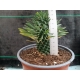 Euphorbia Sotetsu-kirin m-13 rf. 190324 2