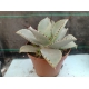 Agave "Dragon Toes" m-13 rf. 230324 2