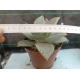 Agave "Dragon Toes" m-13 rf. 230324 3