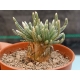 Avonia quinaria ssp. alstonii m-5.5 rf. 230324 2