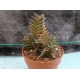 Haworthia viscosa var. asperiuscula m-8.5 rf. 290324