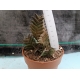 Haworthia viscosa var. asperiuscula m-8.5 rf. 290324 2