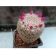 Mammillaria albata San Ciro m- 7x7 rf. 290324