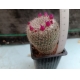 Mammillaria albata San Ciro m- 7x7 rf. 290324 2