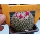 Mammillaria albata San Ciro - 2  m-7x7 rf. 290324 2