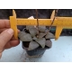 Haworthia springbokvlakensis  ( de semilla ) m-7x7 rf. 290324 2