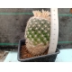 Mammillaria candida m-9x9 rf. 070424 2